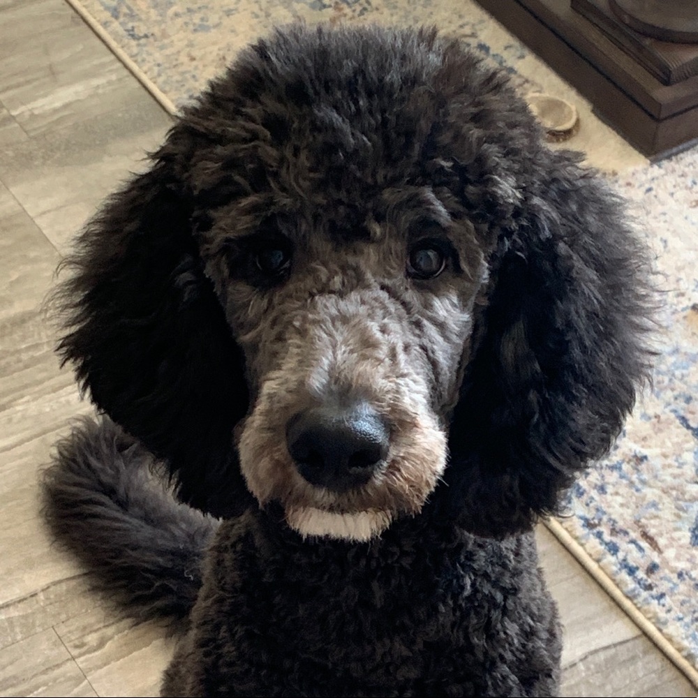 Meet your Posher, Aj